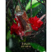 Paris Corner Ibisco Nirvana EDP U 65 ml