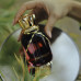 Maison Asrar Red Velvet EDP W 100 ml